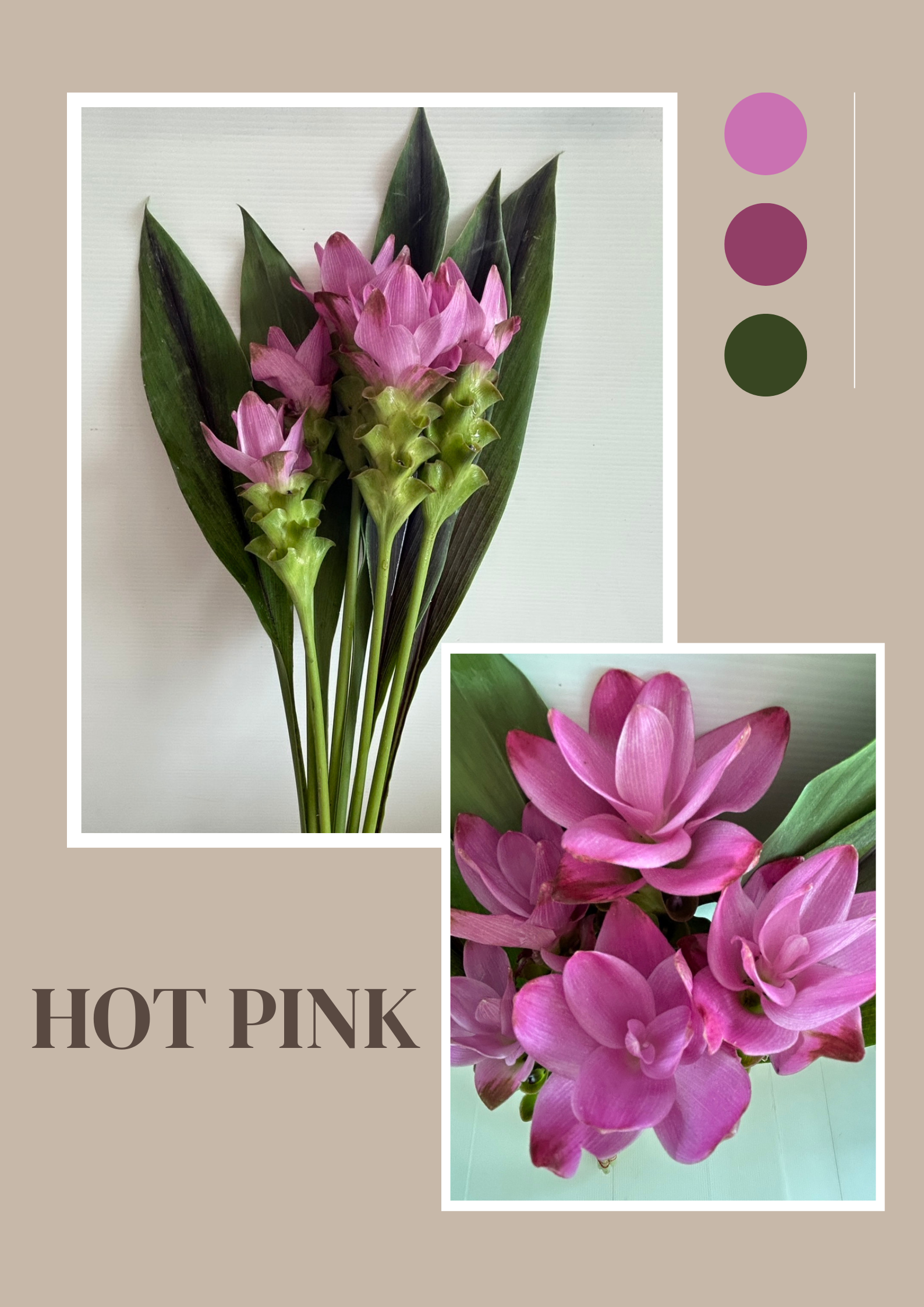 Siam Tulip (Curcuma) image